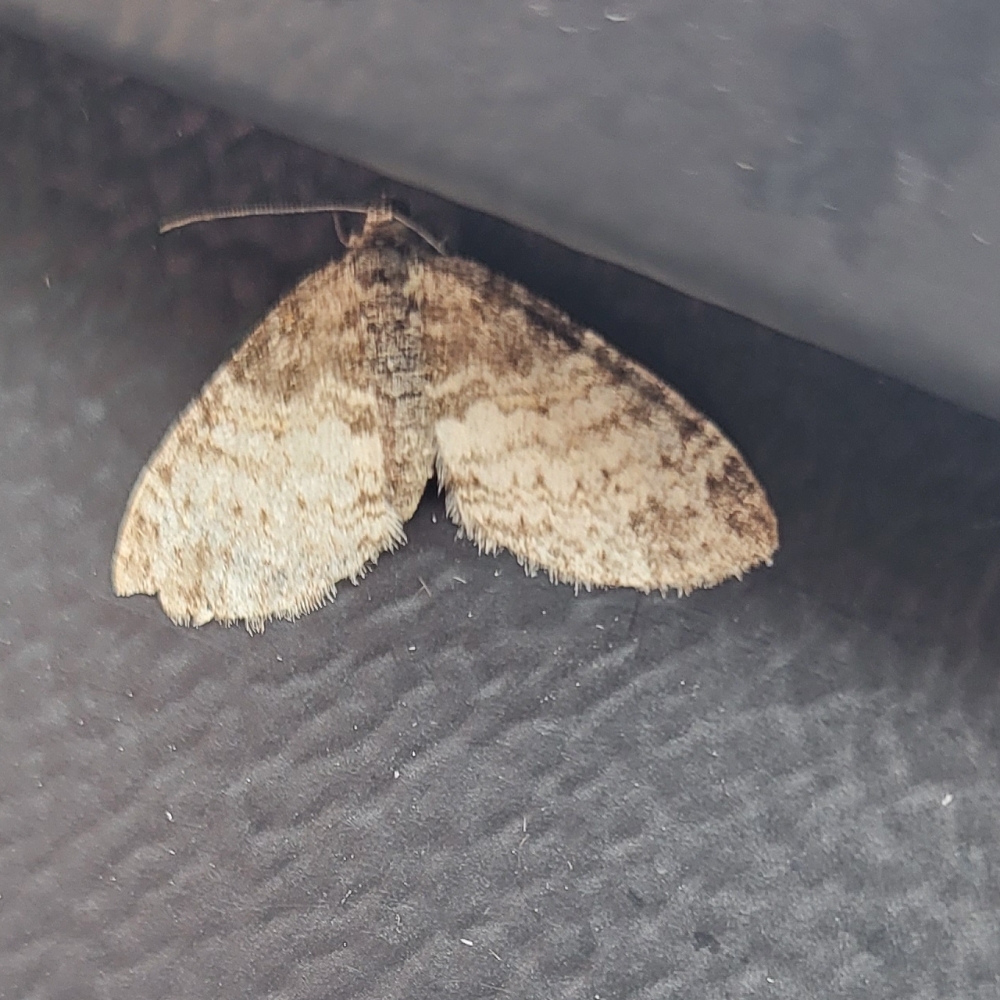 Photo of Seraphim (Lobophora halterata)